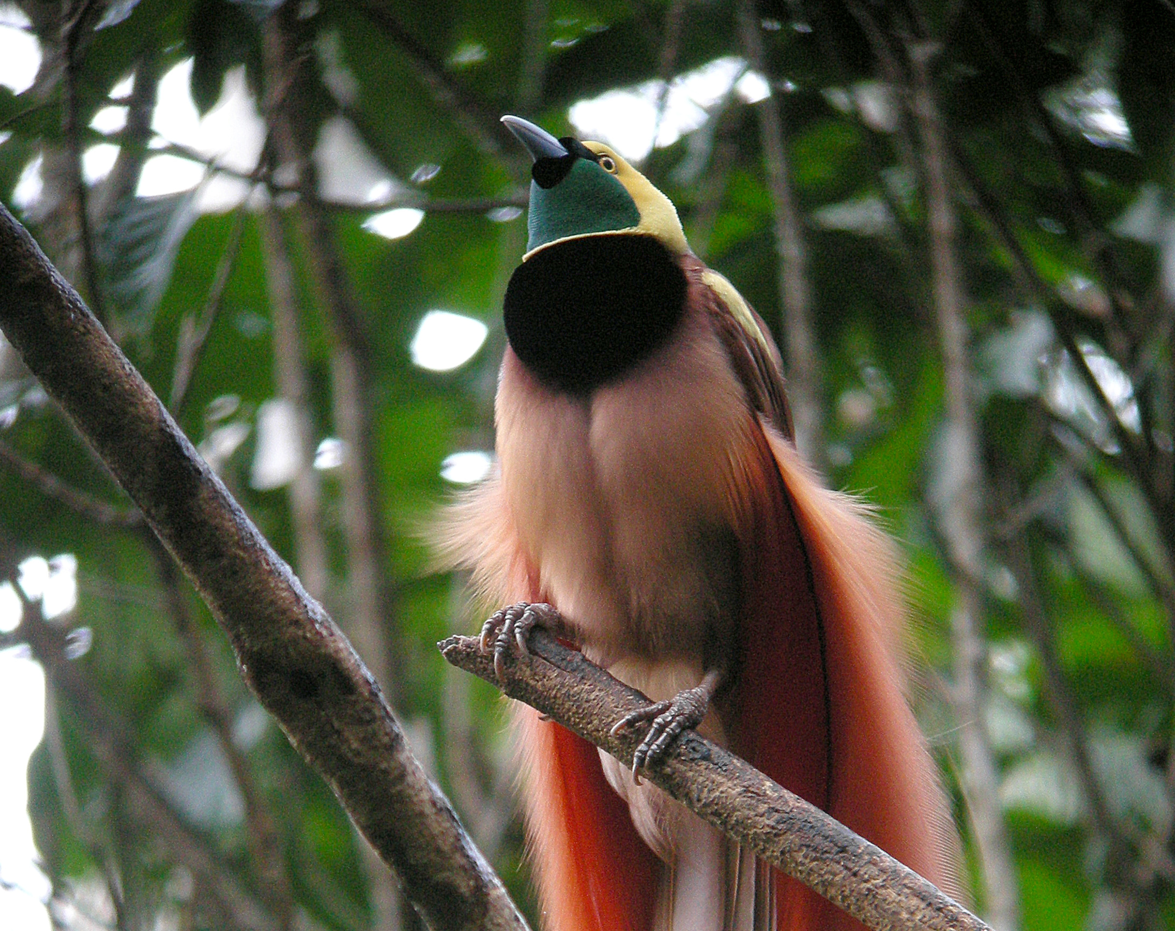 Bird Watching