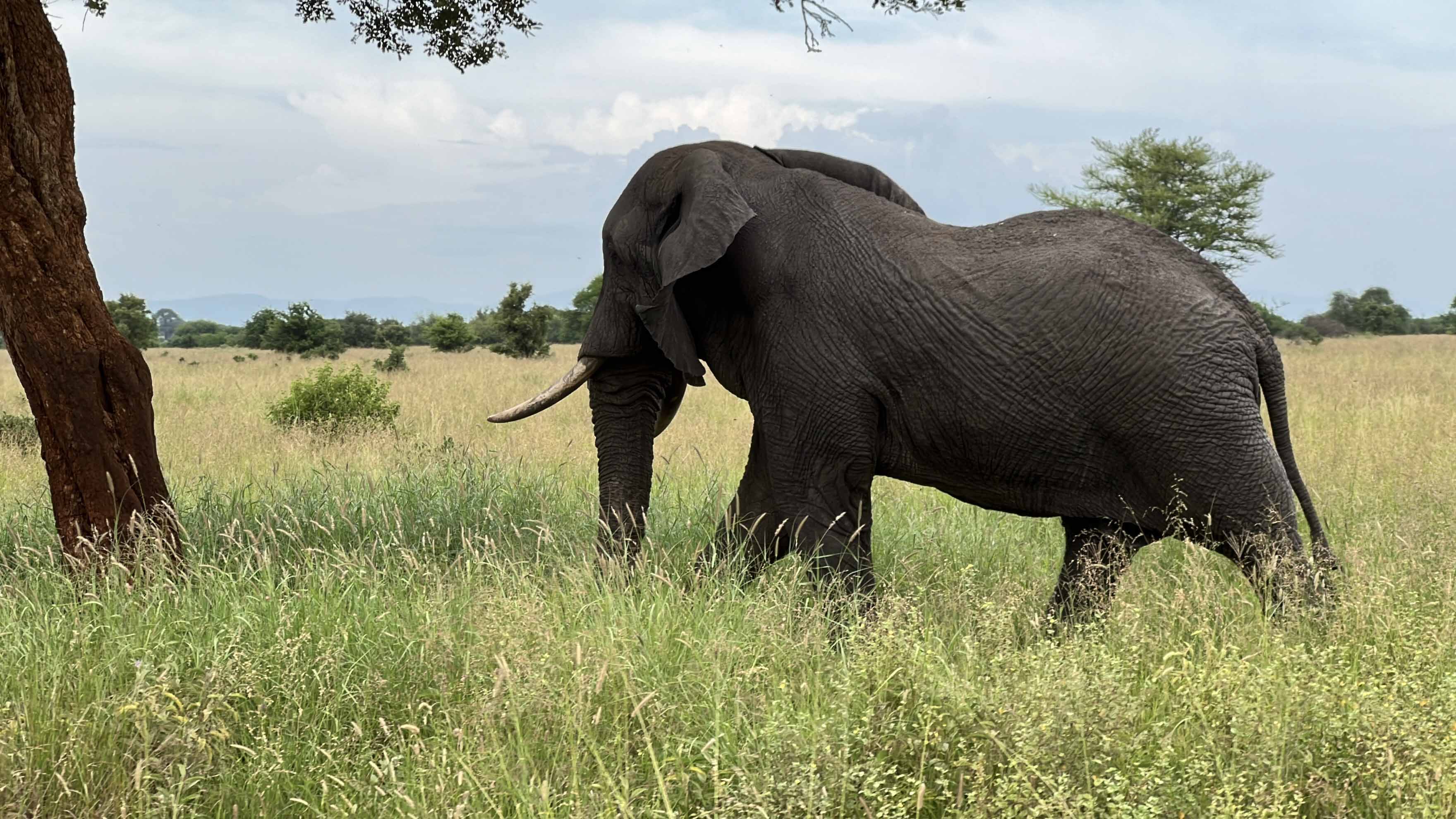 Safari Wildlife