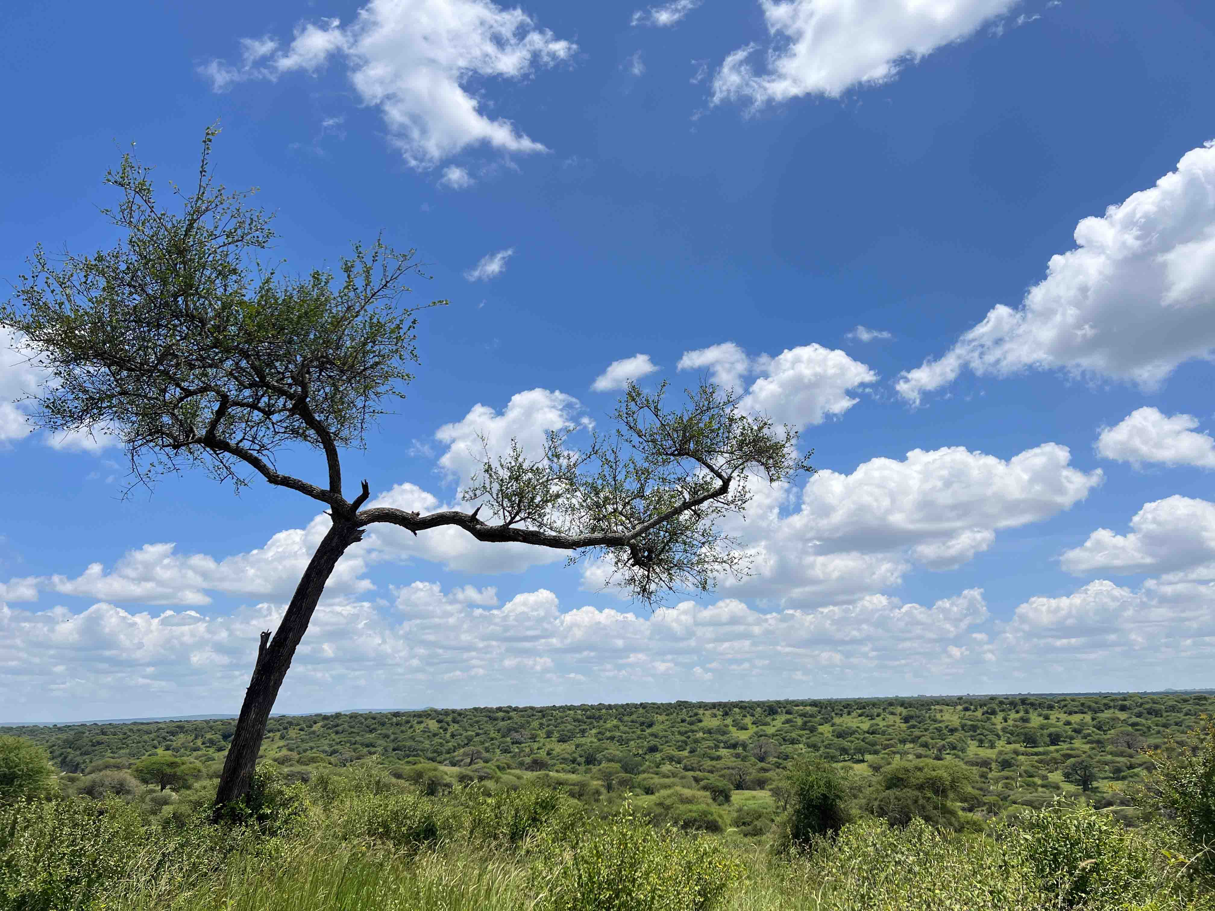Tanzania Safari Lions
