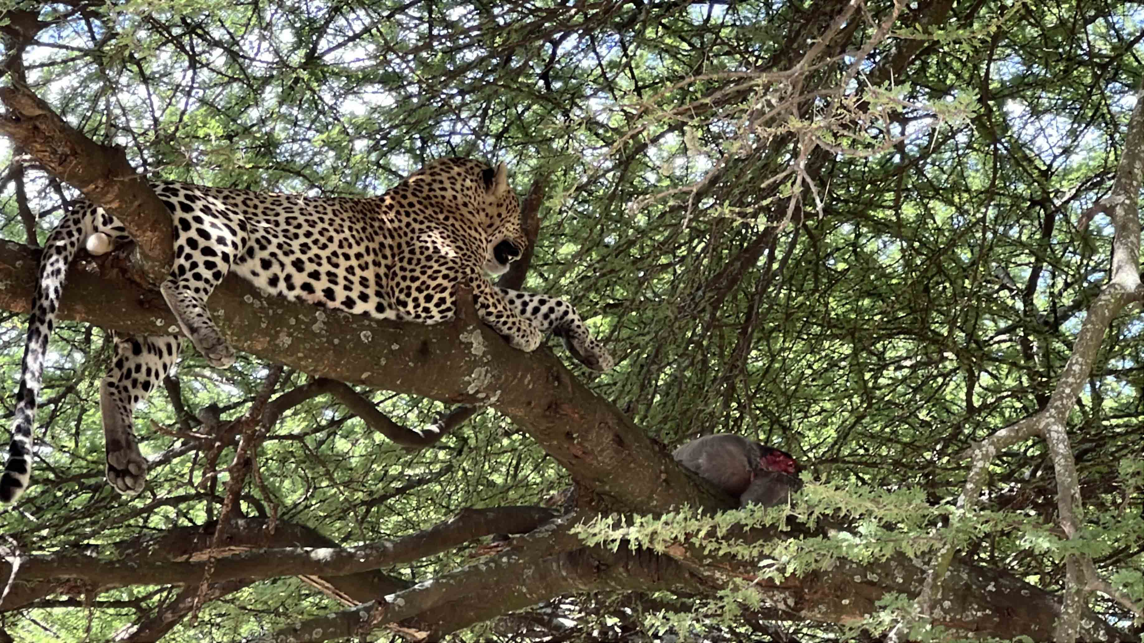 Wildlife Photography